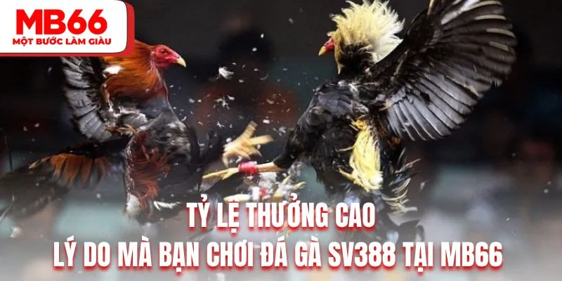 Tỷ lệ thưởng cao là lý do mà bạn chơi đá gà SV388 tại MB66